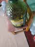 【工厂特惠】 恒旺添加特级初榨橄榄油食用调和油 随机包装 5L（可商用） 实拍图