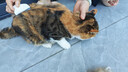 HELLOJOY猫梳子狗狗毛猫毛梳毛刷打薄刮毛神器去底绒防掉毛猫咪宠物开结刀 实拍图