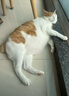 皇家（ROYAL CANIN）泌尿道处方猫粮LP34稀释尿液溶解鸟粪石猫全价处方粮配方粮1.5KG 实拍图