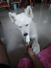 麦富迪狗粮 无谷牛肉双拼狗粮成犬 小型犬中大型犬通用10kg/20斤 实拍图