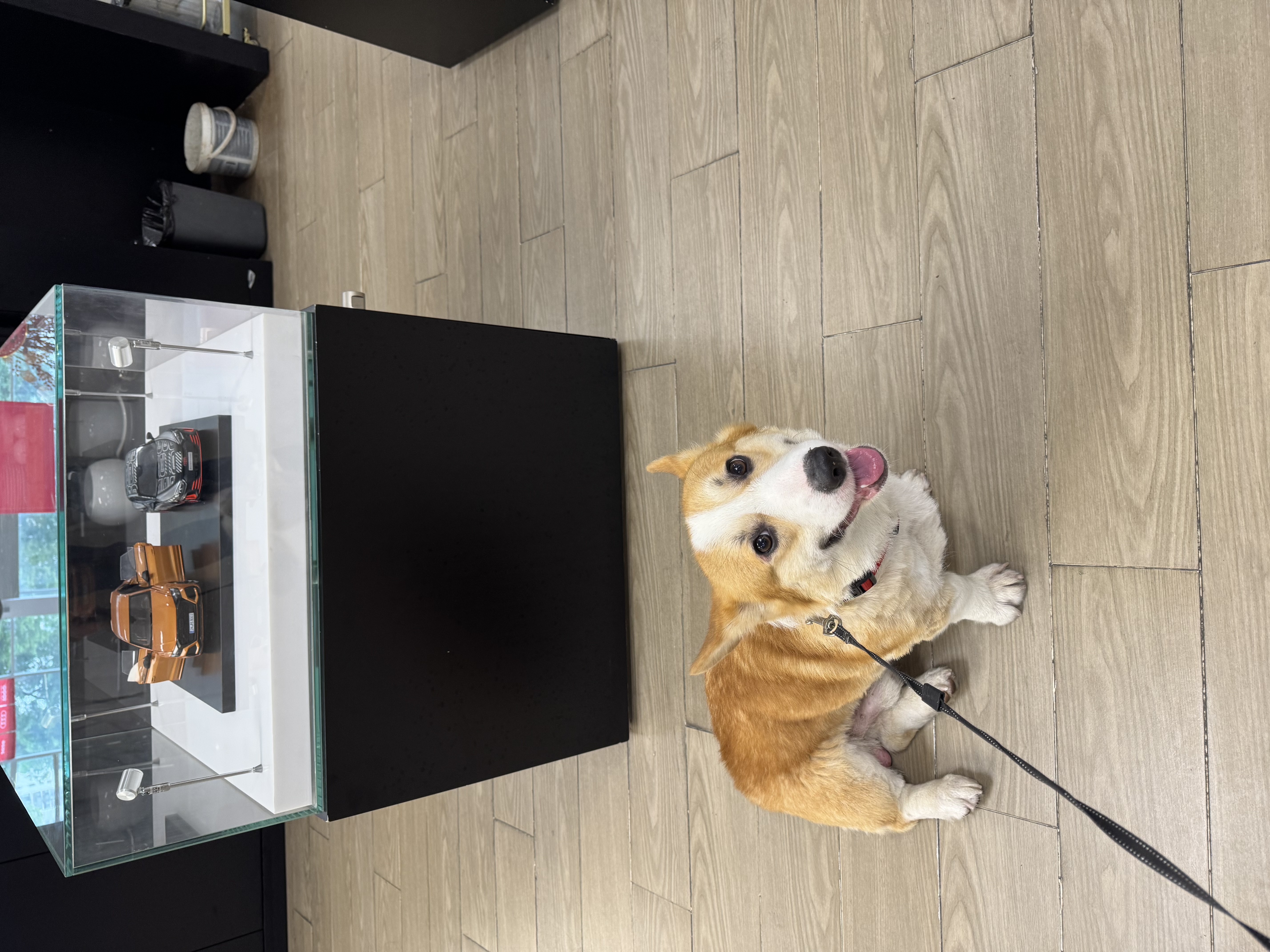 卫仕（NOURSE）五拼冻干狗粮鲜肉成幼犬通用粮泰迪金毛柯基比熊柴犬营养主食干粮 海陆盛宴犬粮4kg 实拍图