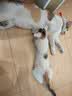 美滋元成猫猫粮 三文鱼味成猫粮全猫咪通用天然粮全价猫粮 三文鱼 成猫粮5kg 实拍图