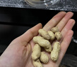 【精品大粒】云南新鲜七彩花生手工挑选带皮湿花生水果新鲜蔬菜 2斤-净重 实拍图
