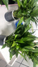 年宵花【热销款】白掌一帆风顺盆栽水培植物绿植过年装饰摆件年货 特级白掌带花+繁星自吸盆 实拍图