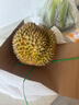 新疆小白杏300g 实拍图