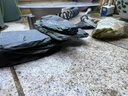 派乐特 鱼缸造景骨架胶水族沉木鸡翅木莫斯树根水草鹅卵石头粘结50g 实拍图