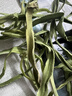 方家铺子中华老字号贡菜50g新鲜苔菜贡菜干干货蔬菜干火锅食材 实拍图