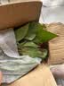 绿有意绿萝盆栽室内植物花卉绿植水培长藤垂吊大叶绿箩新房家用吸除甲醛 180白色罗马柱绿萝3盆+壶+10肥 带盆带土发货 实拍图