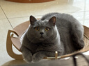Orijen渴望猫粮 成猫幼猫粮 全价通用无谷原味鸡肉进口5.4kg效期26/12 实拍图
