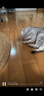 欢宠网猫薄荷球猫玩具猫咪磨牙棒逗猫自嗨解闷神器磨牙猫猫小猫幼猫宠物 实拍图
