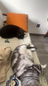 LEGENDSANDY蓝氏猫粮生鲜猎鸟鲜乳鸽生骨肉冻干高蛋白全价成猫粮幼猫通用型 一袋猫粮两只乳鸽丨猎鸟乳鸽丨4.5kg 实拍图