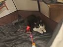 HELLOJOY猫笼子猫窝帐篷家用猫咪产房窝露营隔离生产房待产房猫产窝幼猫笼 实拍图