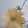 爱已装糖仿真花假花假绿植花瓶插花diy花束塑料花客厅摆件装饰花格桑花1束 实拍图