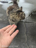 亿迪 猫粮冻干10斤成猫幼猫国产全价布偶蓝猫银渐层全阶段专用 实拍图