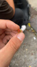 南山射钉系列南山炮钉射钉仅售装修用途迷你炮钉水电工装修 外贸S1 （6.8*11）红 100粒 实拍图