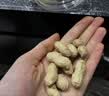【精品大粒】云南新鲜七彩花生手工挑选带皮湿花生水果新鲜蔬菜 3斤-净重 实拍图
