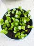 IAM City Farmer含羞草迷你盆栽幼儿园植物儿童种植小盆栽手工实验学生观察10026 实拍图