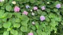 ALittleFlower【AR增透膜】适用iPhone17Air钢化膜苹果17 Air手机膜保护膜AR增透膜高清防尘防指纹2片神器 实拍图