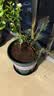 九千谷加仑花盆新高款1.8加仑树脂种菜盆居家绿植花盆22*22cm3个装8519 实拍图