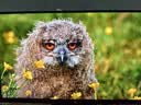泰坦军团27英寸MiniLED 2K 275Hz  DyDs0.5ms 消除拖影 HDR1000升降旋转240Hz PS5电竞显示器P275MS PLUS 实拍图