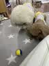 贵为（GiGwi）狗玩具高弹发声网球磨牙耐咬中小型犬玩具球幼犬宠物玩具球4只装 实拍图