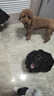疯狂小狗冻干夹心狗粮比熊小型犬幼成犬粮鸡肉兔肉鸭肉牛肉组合9kg18斤 实拍图