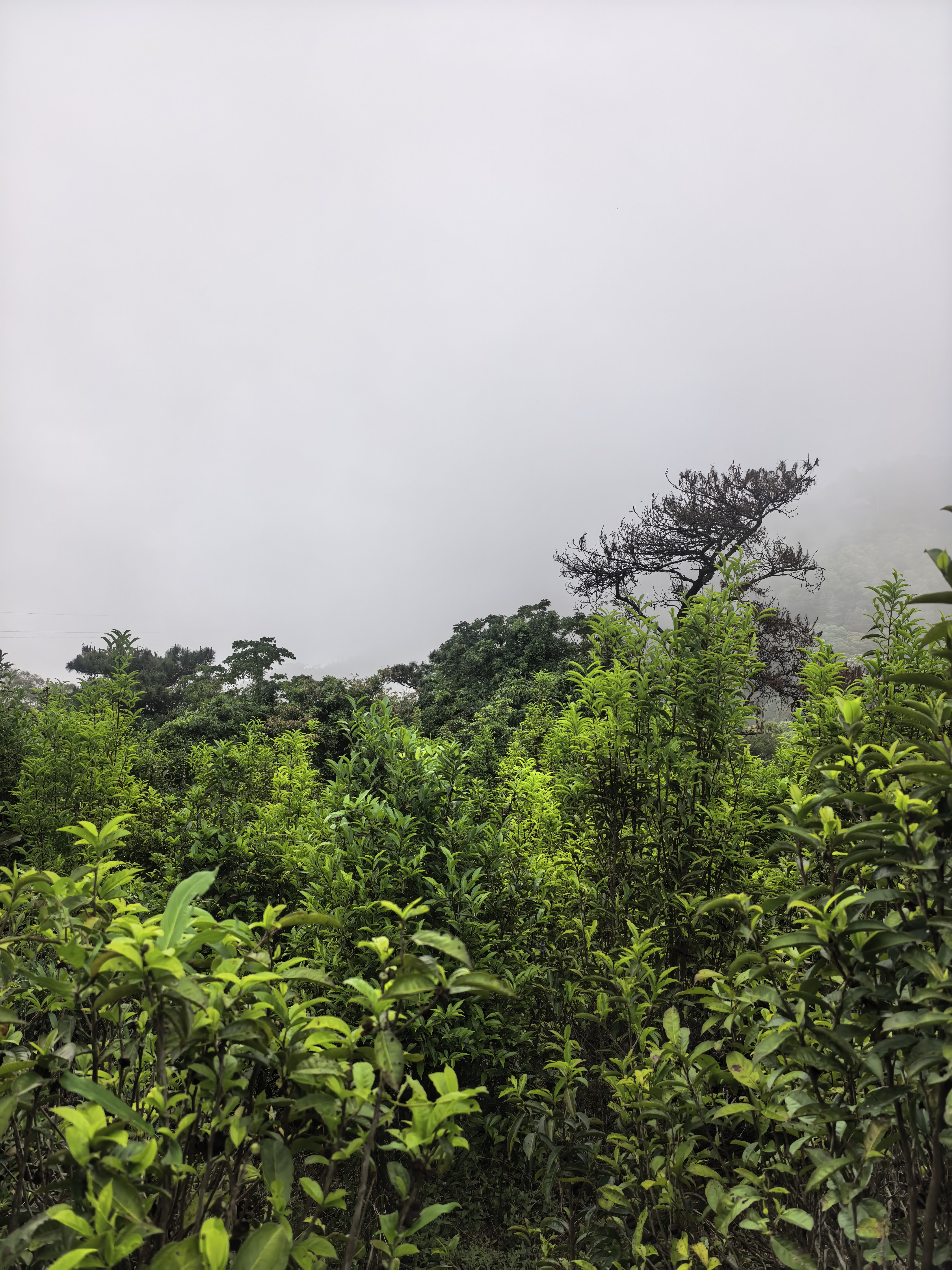崔奶奶酸甜黄瓜280g*2罐【延边朝鲜族风味】腌黄瓜下饭泡菜源头直发包邮 实拍图