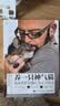 养一只神气猫――猫咪养护及猫行为完全指南 实拍图