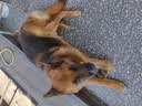 皇家狗粮老年成犬狗粮犬粮宠物大型犬SGR26全价犬粮≥5岁15KG 实拍图