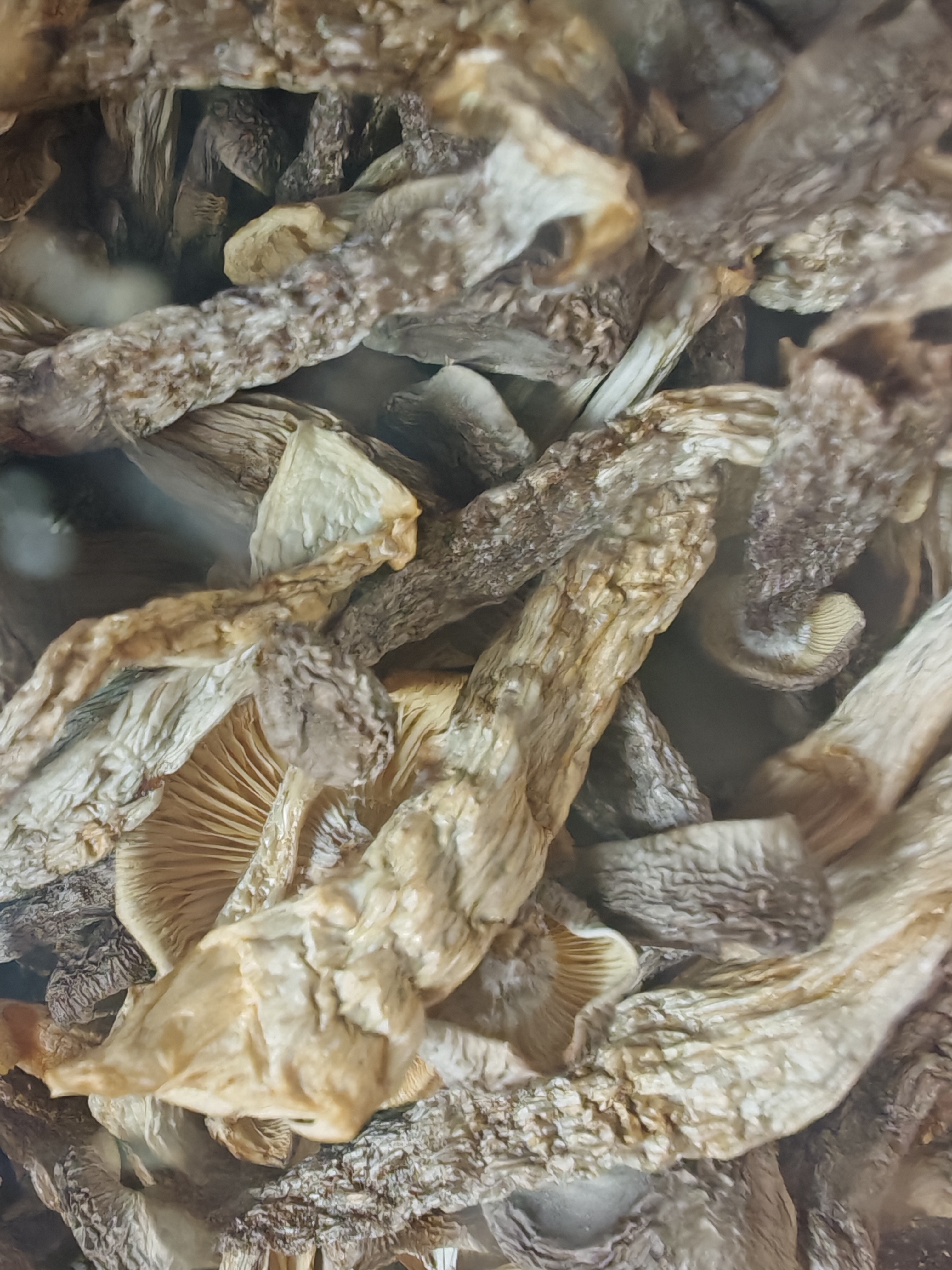 方家铺子中华老字号 鹿茸菇350g 鹿茸菌菇 炒菜煲汤火锅食材 实拍图