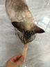 地狱厨房（Hell's Kitchen）宠物猫零食鸭胸肉无添加猫咪狗狗通用营养零食鸭小胸冻干70g*1包 实拍图