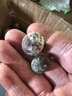 海南小金桔新鲜青柠檬青柑皮薄应当季奶茶店水果柠檬青桔皮薄多汁 金桔（5-10g）带箱2斤 净重 1.7 实拍图