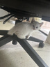 舒腾中华田园小猫咪活体田园猫宠物家养猫咪橘猫幼猫活体土猫狸花猫咪 田园级 随缘 母（幼猫两个月左右） 实拍图