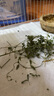 BCM烘干紫花苜蓿草 幼兔兔粮 干草兔子牧草龙猫荷兰猪磨牙饲料750g 实拍图