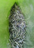 福茗源绿茶 雀舌茶 浓香明前2026新茶翠芽湄潭茶叶自己喝口粮茶袋装100g 实拍图