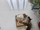 醇粹FD猫粮 成猫幼猫粮添加纯鸡肉冻干鲜肉营养英短美短全价CFD1-5kg 实拍图