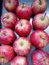 【顺丰/JD】南非牛顿小苹果新鲜水果脆甜进口富士迷你冰糖苹果 南非进口牛顿小苹果5斤 60mm以下 单颗80-120g 实拍图