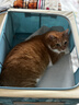 皇家室内成猫粮 I27 通用粮 12月以上 2KG 实拍图