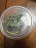 飞主流蚕宝宝蚕卵学生养蚕套装养蚕专用盒饲养盒养蚕盒大号养蚕工具套装 实拍图