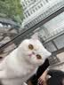 猫宅一生 猫冻干猫零食 猫咪冻干零食 原切冻干鸡肉粒鸭肉粒鹌鹑蛋黄 高蛋 冻干鸡肉粒 实拍图