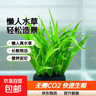 鱼缸水草造景淡水水草养鱼水草植物懒人真水草冷水水草坨草造景 （以长根）南美青竹坨2+营养草泥底座2 实拍图