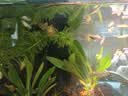 疯狂水草孔雀鱼活体水族宠物观赏鱼冷水耐活小型热带鱼淡水鱼苗 【组合装孔雀鱼12条】随机发出 实拍图