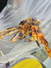 顽皮（Wanpy）三文鱼猫罐头80g*24罐（汤汁型）出口级 猫咪零食果饭儿补水 实拍图