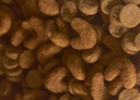 皇家猫粮 美短成猫粮 ASA31 通用粮 12月以上 4.5KG 实拍图
