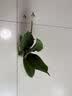 年宵花春节蝴蝶兰盆栽绿植花卉年货装饰过年四季开花大苗好养易活 白美人---【包开花】送营养液2包 带2支花剑 实拍图