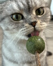 欢宠网猫薄荷球猫玩具猫咪磨牙自嗨解闷神器耐咬逗猫棒猫猫小猫幼猫宠物 实拍图