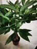 胡丽大型绿植客厅大盆栽室内客厅绿植盆栽办公室盆栽开业乔迁送礼绿植 辫子发财树50-60厘米 含盆 实拍图
