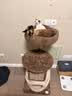 兽牌云端实木猫爬架小户型猫架带窝猫咪抓柱猫架子猫树猫窝猫抓板一体 小树屋【实木柱+大窝】 实拍图