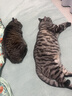 好主人猫粮 理想体态成猫粮全价天然猫粮高蛋白亮泽皮毛肠胃呵护营养粮 全价成猫粮10斤 实拍图