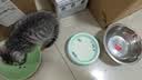 江小傲羊奶粉猫用奶粉幼猫专用猫粮成猫孕乳猫咪成猫产后奶糕小奶猫 羊奶粉2盒（5g*80支） 实拍图
